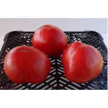 Редкие сорта томатов Добрый Молодец